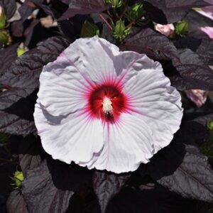 Hibiscus moscheutos Summerific 'Dark Mystery'/ Mocsári hibiszkusz