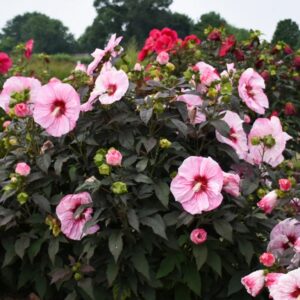 Hibiscus moscheutos Summerific 'Cherry Choco Latte'/ Mocsári hibiszkusz