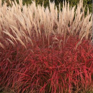 Miscanthus sinensis ‘Lady in Red’/ Kínai virágosnád