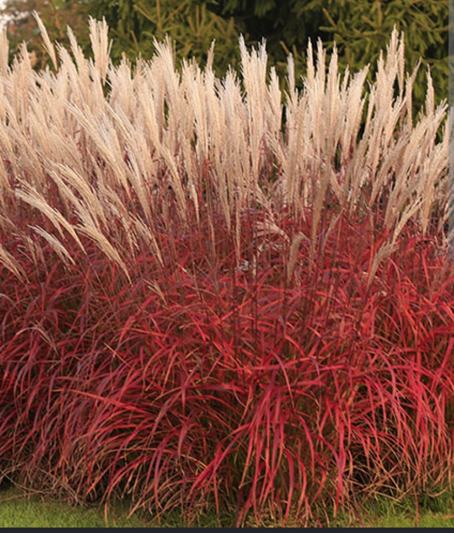 Miscanthus sinensis ‘Lady in Red’/ Kínai virágosnád