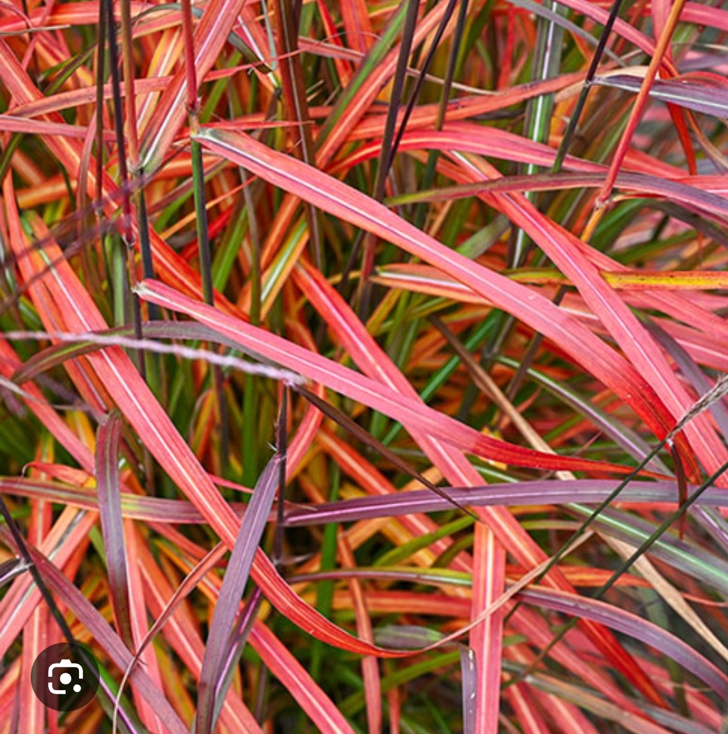 Miscanthus sinensis ‘Lady in Red’/ Kínai virágosnád - Image 2