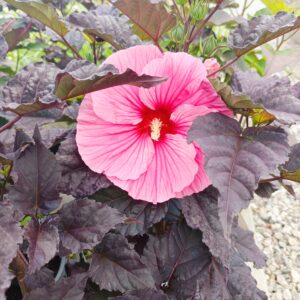 Hibiscus moscheutos Summerific 'Edge of Night'/ Mocsári hibiszkusz