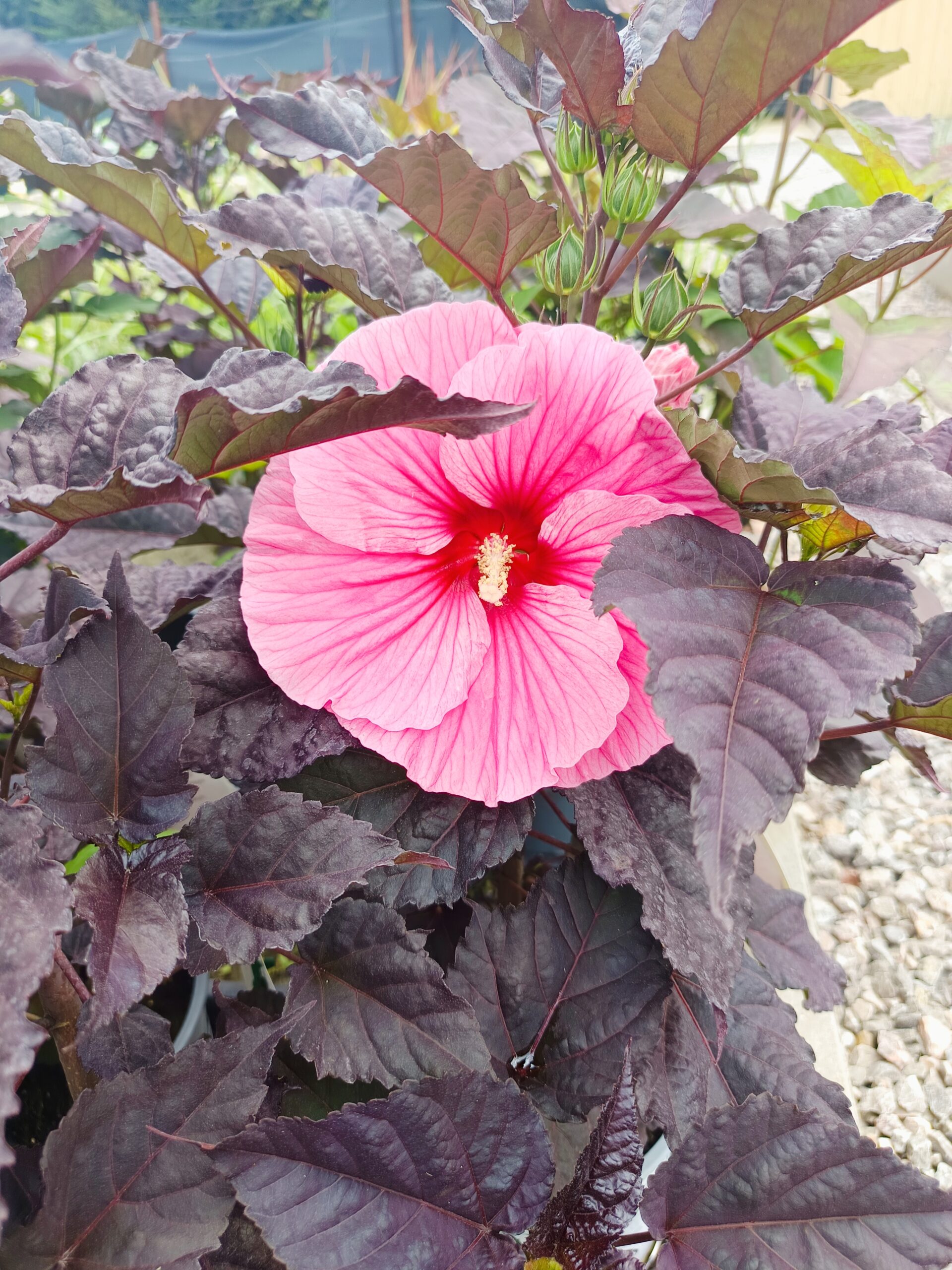 Hibiscus moscheutos Summerific 'Edge of Night'/ Mocsári hibiszkusz