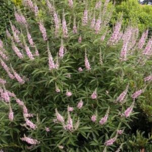 Vitex-agnus castus 'Rosea'/ Illatos barátcserje, Rózsaszín