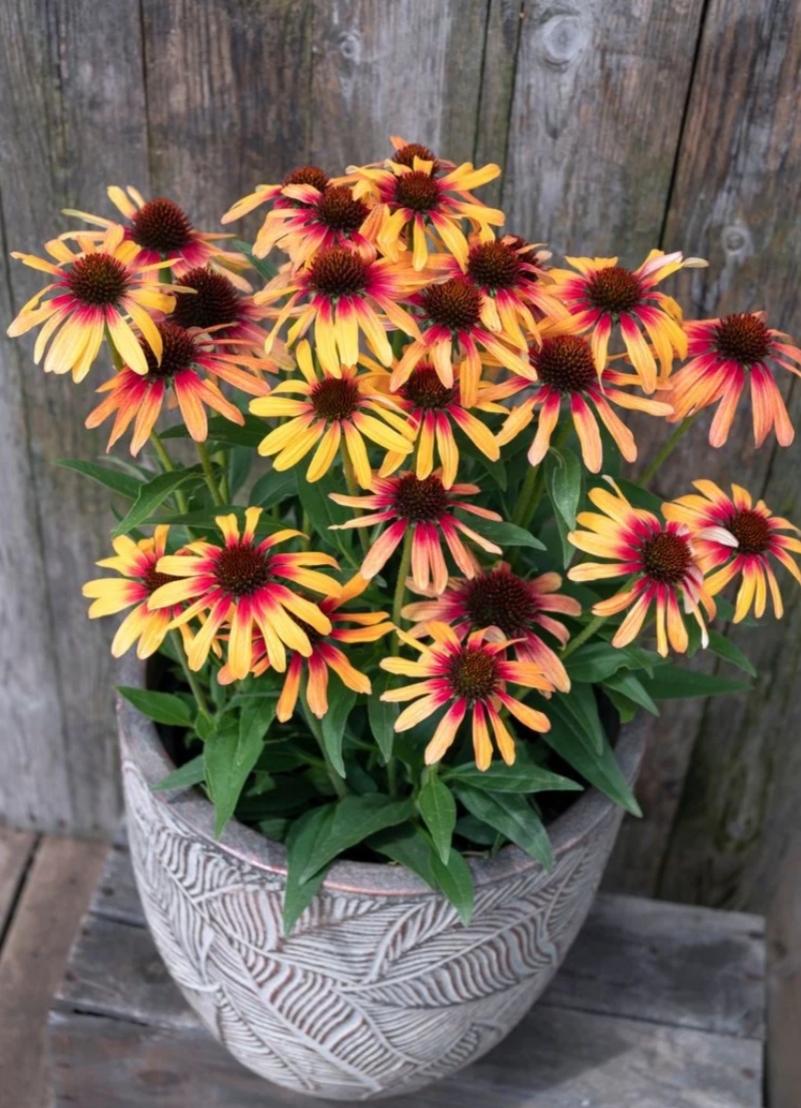 Echinacea ‘SunSeekers Tequila Sunrise’/ Kasvirág