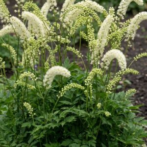 Actaea simplex ‘White Pearl’/ Füzéres poloskavész