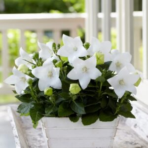 Platycodon grandiflorus 'Astra White'/ Léggömbvirág