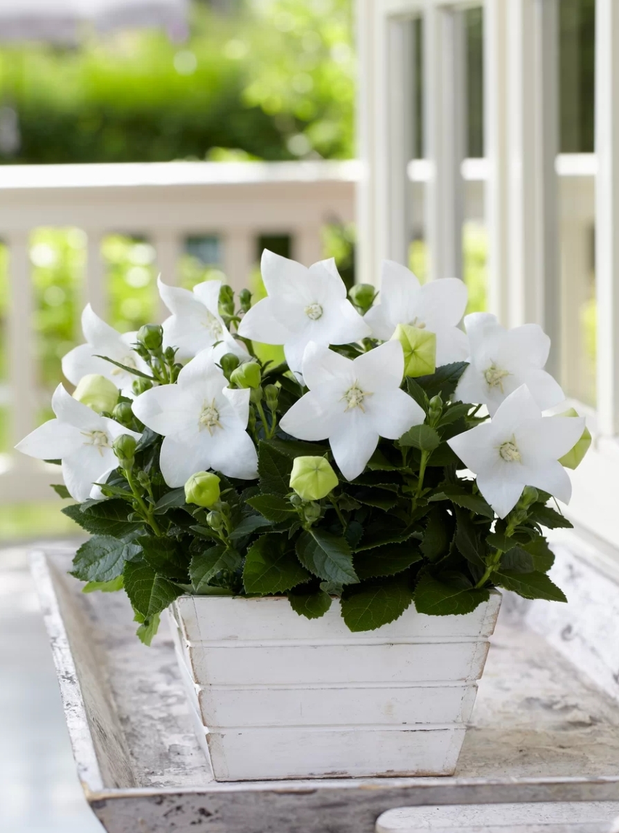 Platycodon grandiflorus 'Astra White'/ Léggömbvirág