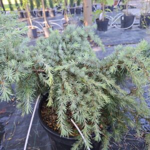 Cedrus deodora ' Feelin Blue'/ Kék terülő himalájai cédrus