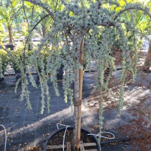 Cedrus atlantica 'Glauca Pendula'/ Kék csüngő atlasz cédrus, törzses