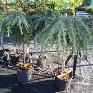 Cedrus deodora ‘ Feelin Blue’/ Kék terülő himalájai cédrus, törzses