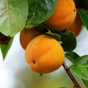 Diospyros kaki ‘Tipo’/ Datolyaszilva