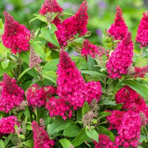 Buddleja ‘Butterfly Candy Little Ruby'/ Törpe nyári orgona