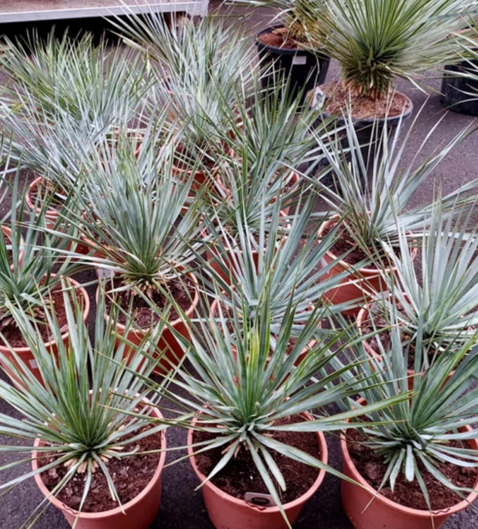 Yucca rostrata/ Csőrös pálmaliliom - Image 2
