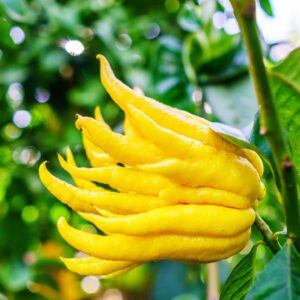 Citrus medica var. sarcodactylis/ Buddha keze citrom
