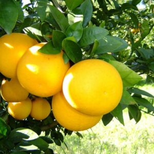 Citrus paradisi 'Pompelmo'/ Grapefruit