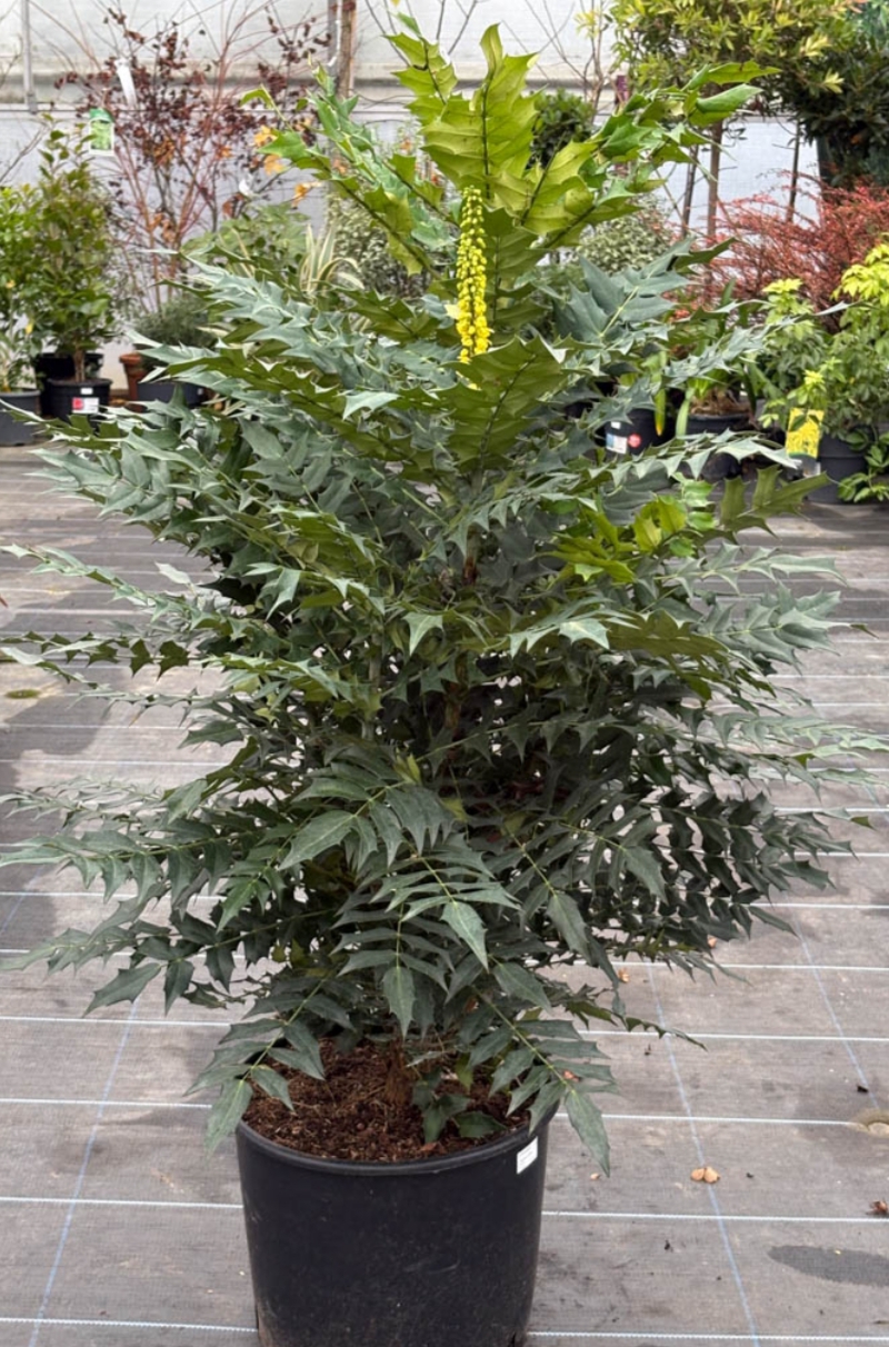 Mahonia x media 'Charity'/ Dúsvirágú cserjés mahónia - Image 2