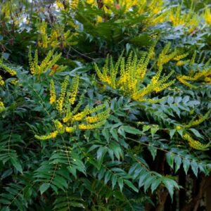 Mahonia x media 'Charity'/ Dúsvirágú cserjés mahónia