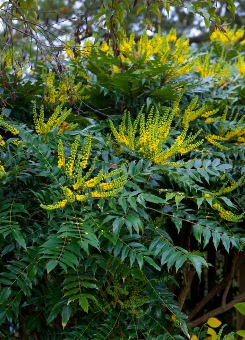 Mahonia x media 'Charity'/ Dúsvirágú cserjés mahónia