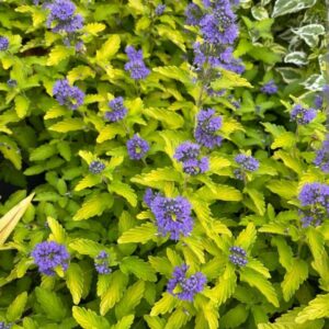 Caryopteris x clandonensis 'Hint of Gold'/ Aranylevelű kékszakáll