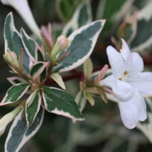 Abelia chinensis 'Variegata'/ Tárnicslonc
