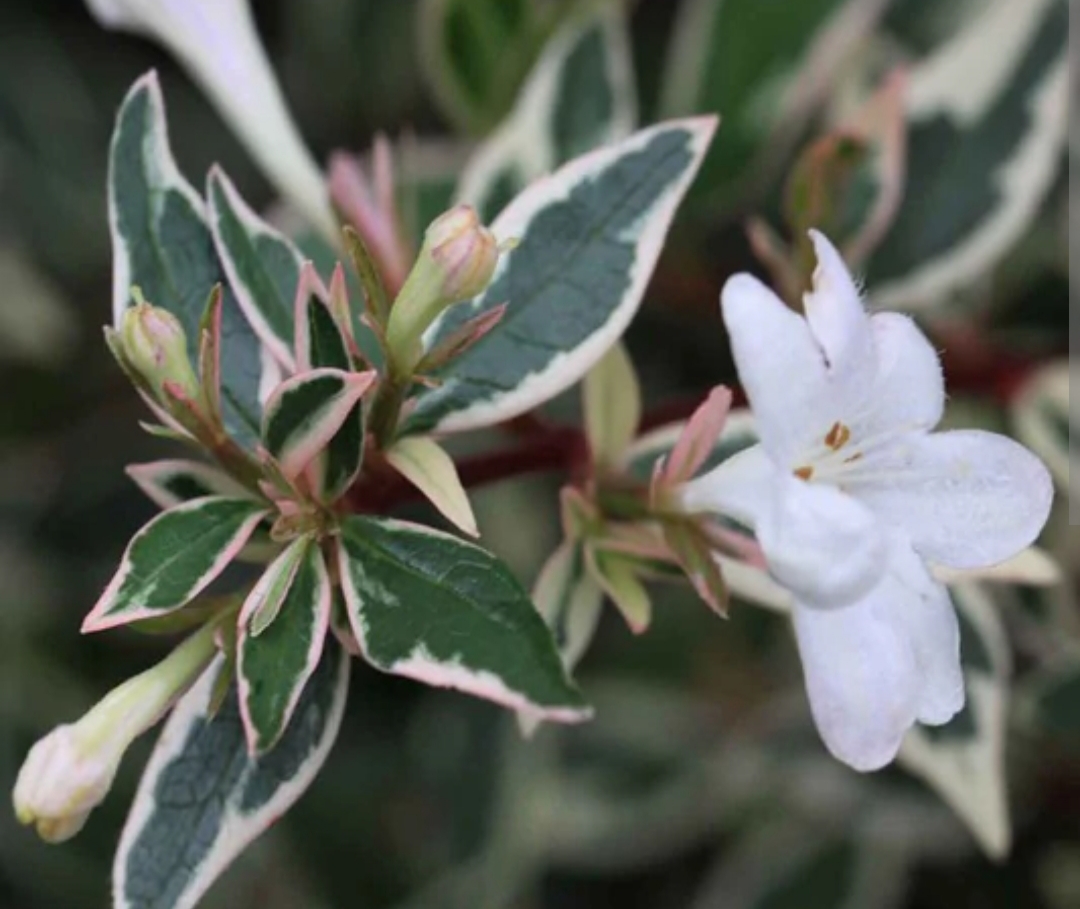 Abelia chinensis 'Variegata'/ Tárnicslonc