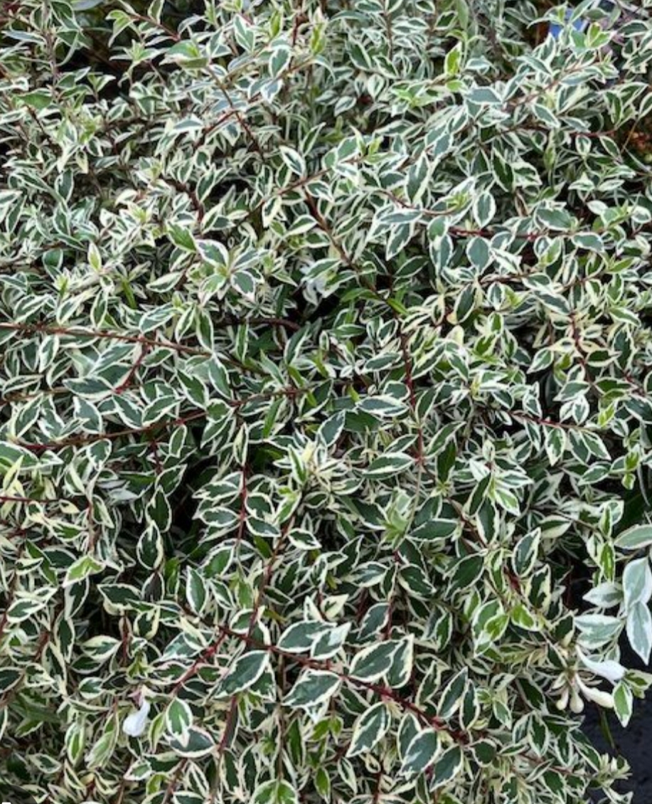 Abelia chinensis 'Variegata'/ Tárnicslonc - Image 2
