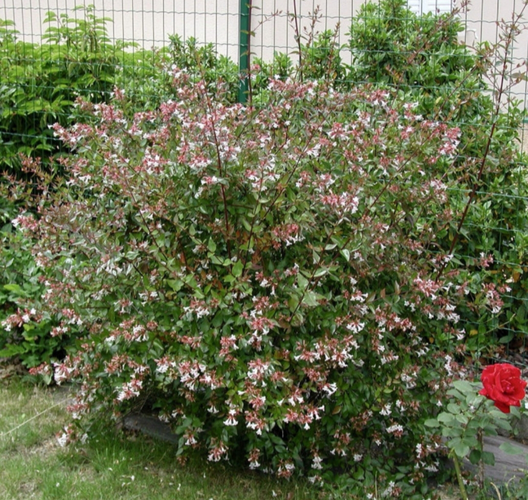 Abelia x grandiflora 'Semperflorens'/ Tárnicslonc - Image 2
