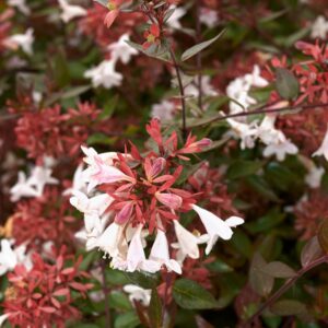 Abelia x grandiflora 'Semperflorens'/ Tárnicslonc