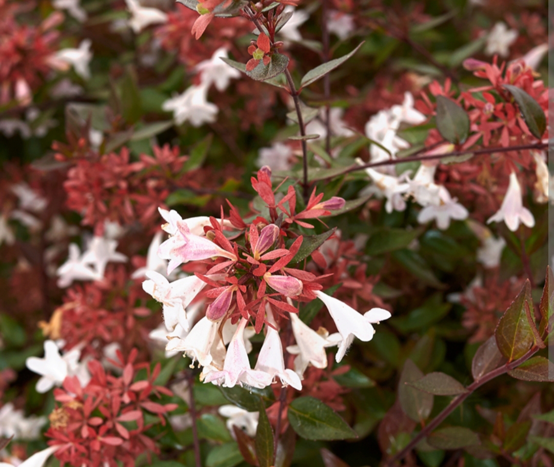 Abelia x grandiflora 'Semperflorens'/ Tárnicslonc