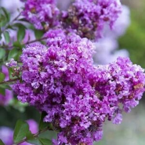 Lagerstroemia indica ‘Petit Orchid’/ Kínai selyemmirtusz