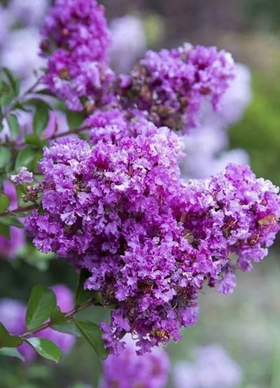 Lagerstroemia indica ‘Petit Orchid’/ Kínai selyemmirtusz