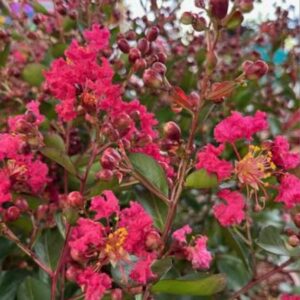 Lagerstroemia indica 'Petit Red'/ Kínai selyemmirtusz