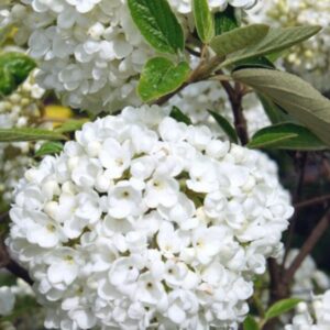 Viburnum 'Eskimo'/ Hólabda bangita