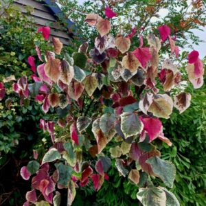 Cercis canadensis 'Carolina Sweetheart'/ Kanadai júdásfa