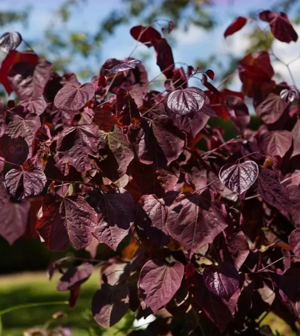 Cercis canadensis 'Merlot'/ Kanadai júdásfa - Image 2