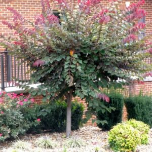Cercis canadensis 'Forest Pansy'/ Kanadai júdásfa