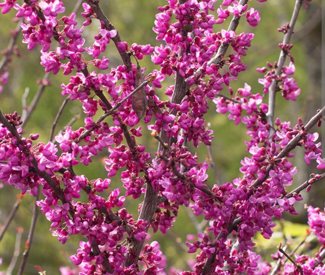 Cercis canadensis 'Eternal Flame'/ Kanadai júdásfa - Image 3
