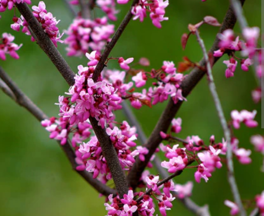 Cercis canadensis 'Ruby falls'/ Bordó levelű csüngő kanadai júdásfa - Image 3