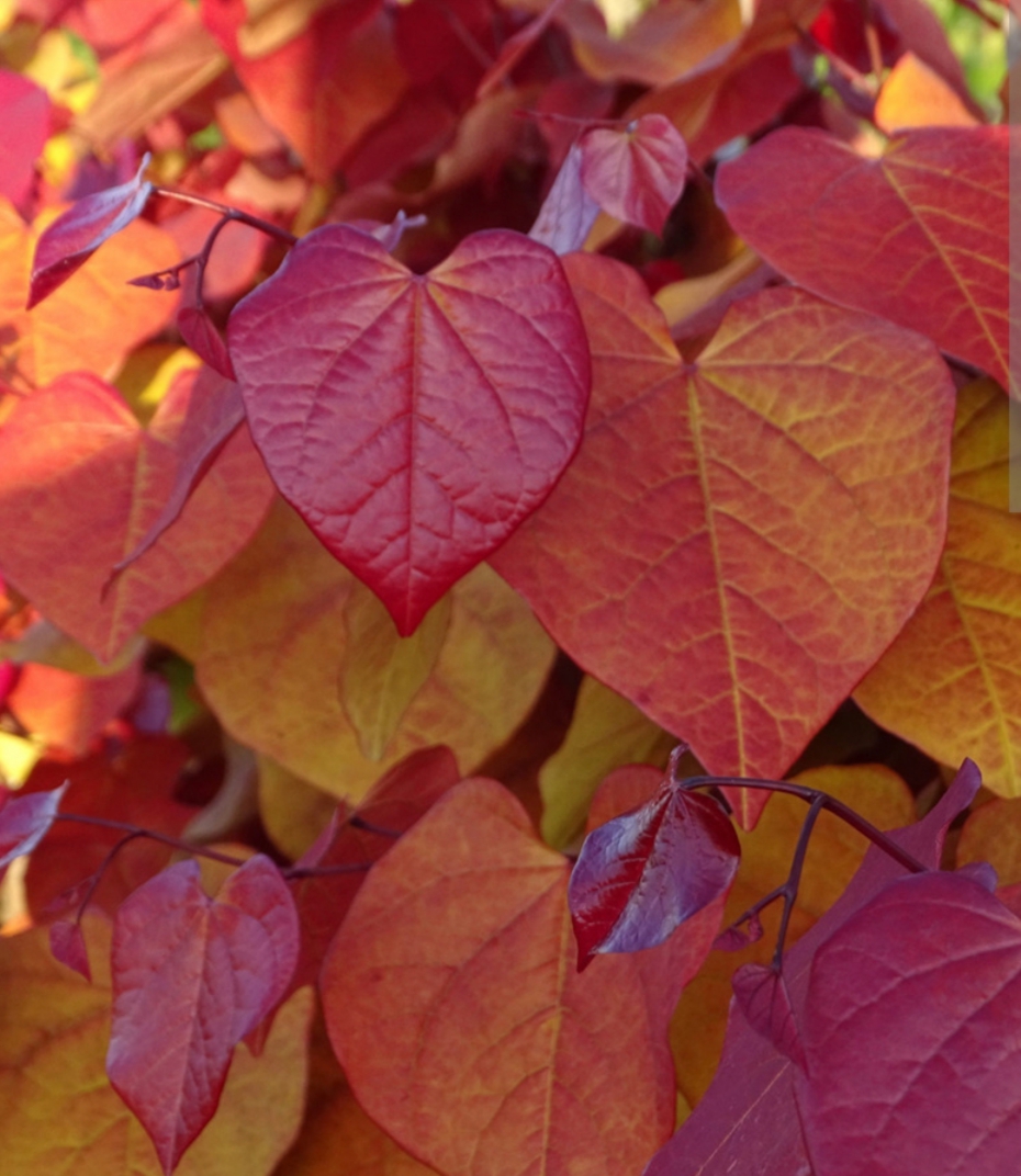 Cercis canadensis 'Eternal Flame'/ Kanadai júdásfa - Image 2