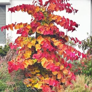 Cercis canadensis 'Eternal Flame'/ Kanadai júdásfa