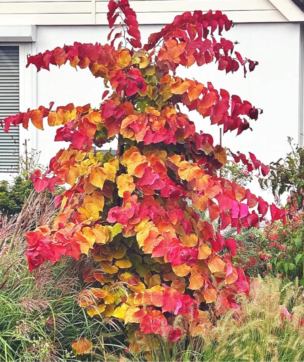 Cercis canadensis 'Eternal Flame'/ Kanadai júdásfa