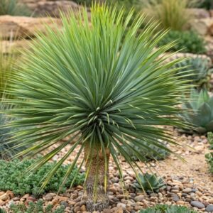 Yucca rostrata/ Csőrös pálmaliliom