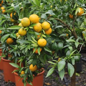 Citrus reticulata 'Mandarino'/ Mandarinfa