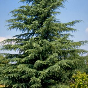 Cedrus deodora/ Himalájai cédrus
