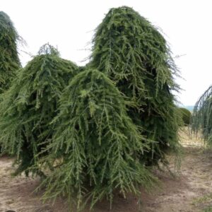 Cedrus deodora 'Pendula'/ Csüngő himalájai cédrus