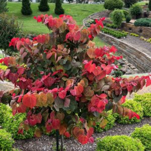 Cercis canadensis 'Hearts A Fire'/ Kanadai júdásfa