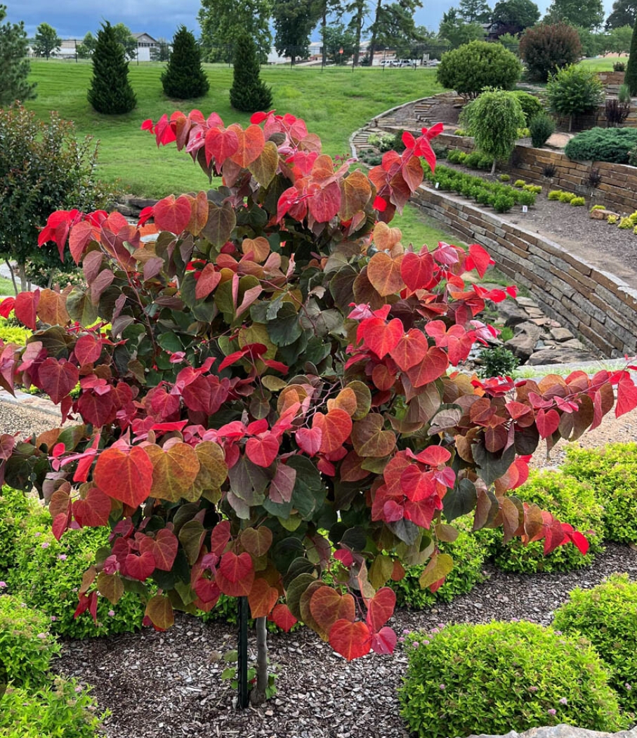 Cercis canadensis 'Hearts A Fire'/ Kanadai júdásfa