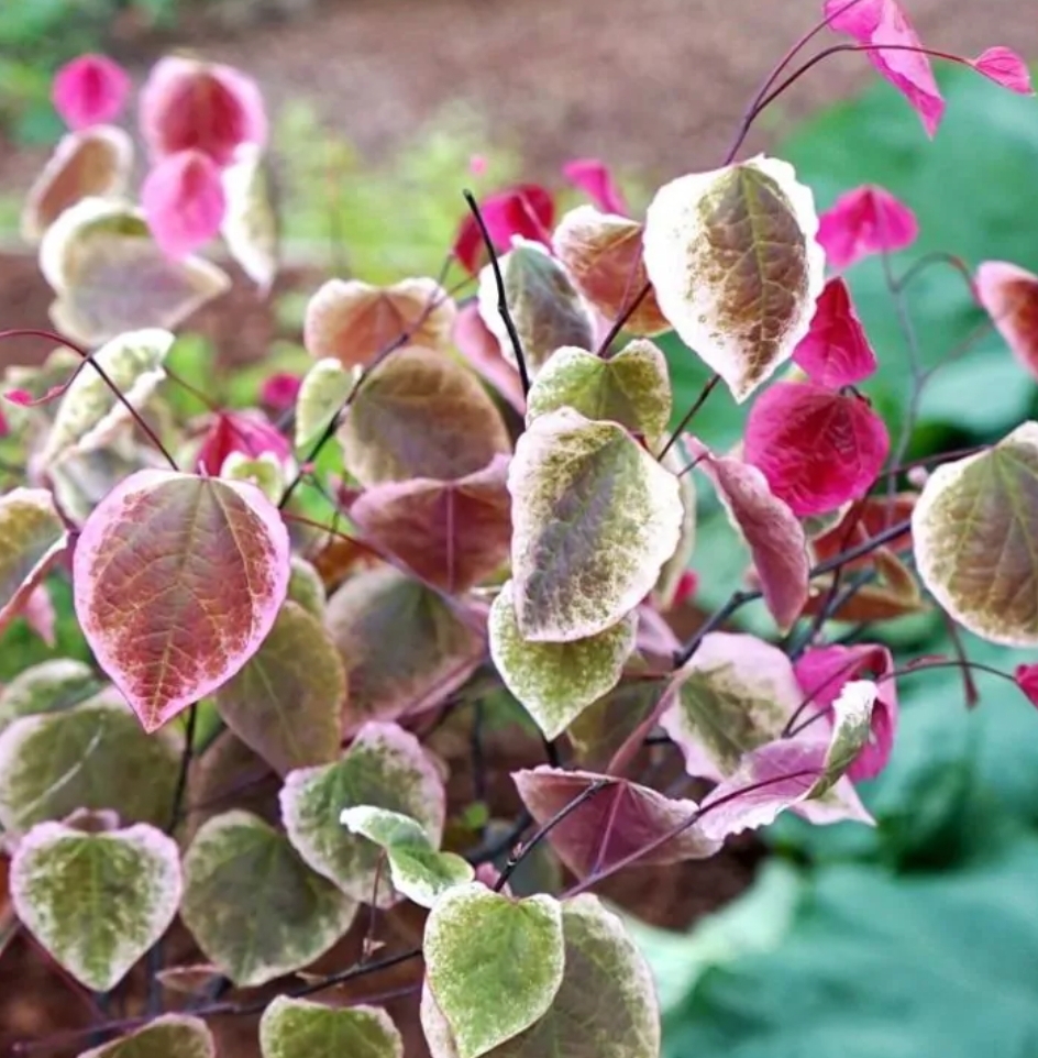 Cercis canadensis 'Carolina Sweetheart'/ Kanadai júdásfa - Image 2