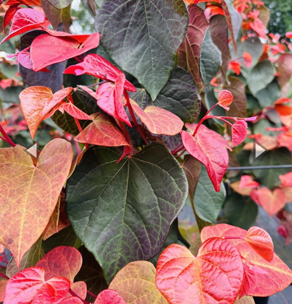 Cercis canadensis 'Hearts A Fire'/ Kanadai júdásfa - Image 2